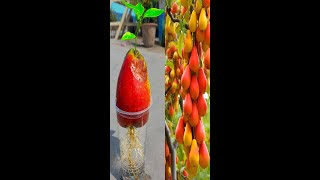 How To Grow Pear plant from Pear Fruit  Nashpati Fruit Roof Top Gardening [upl. by Ahsenit620]