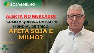 SOJAampMILHO  Alerta no Mercado Como a Quebra da Safra Mundial de Trigo Afeta Soja e Milho [upl. by Davie]