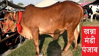 Super Duper Sahiwal Cow at Ravi Dairy Farm I Best Sahiwal Cow Rano RDF I Desi cow for sale [upl. by Georgeanne]