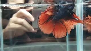 What is a Double Tail Betta Fish  Facts About Them [upl. by Charmian]