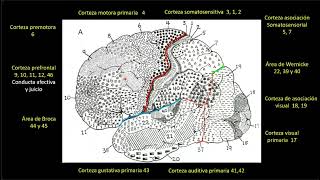 NEUROANATOMÍA CLASE 2 CORTEZA CEREBRAL GIROS SURCOS ETC [upl. by Adnuhsed]