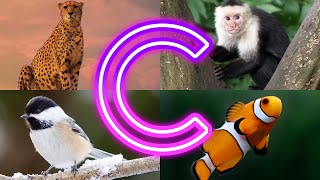 Amazing Animals Starting With C  Animals And Birds Starting with C [upl. by Bueschel425]