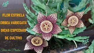 Flor estrela  orbea variegata  dicas especiais de cultivo [upl. by Eninnaj]