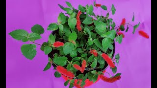 CARE OF CHENILLE PLANTACALYPHA PENDULAFIRETAIL  HOW TO GROW AND CARE CHENILLE PLANT AT HOME [upl. by Felty593]