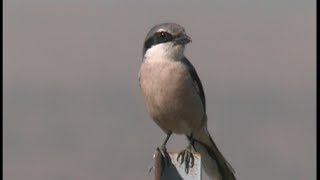 Pie griéche grise ibérique Northern Shrike iberique [upl. by Antrim]