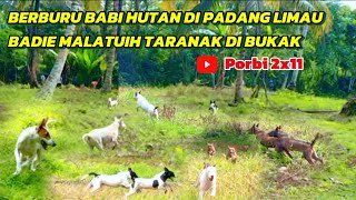 WILD BOAR HUNTINGKESERUAN BERBURU BABI HUTAN DI PADANG LIMAU KABPADANG PARIAMAN [upl. by Anaerda]