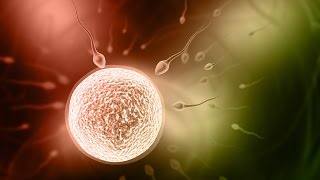 How To Fertilize Eggs [upl. by Ellga]