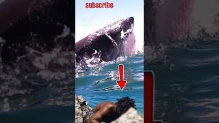 Mancing di ganggu hiu megalodon shorts fishing amazing [upl. by Swanson124]