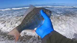 Surf Perch Fishing Conquering the Beach in 2024 [upl. by Imhsar]