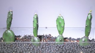 Grow Cactus Timelapse cactus plant Day 1 To Day 90 [upl. by Ceporah254]