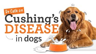 Cushings Disease in Dogs  Symptoms Risks amp Treatment [upl. by Hayman278]