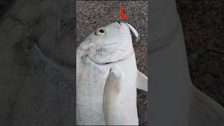 MINNOW ALTRON 55 GRAM VS GIANT TREVALLY fishing shortsfeed gianttrevally shortvideo [upl. by Nylsej157]