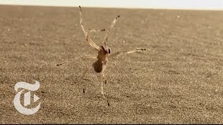 Tumbling Spider Newly Discovered Species Flips Out of Danger  ScienceTake  The New York Times [upl. by Rifkin]