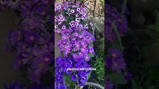 Osteospermum pericallis blooming in March 262024 [upl. by Neira]