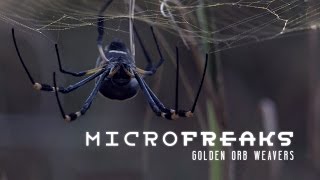 Golden orb weaver spiders Architects of entrapment [upl. by Leelaj]