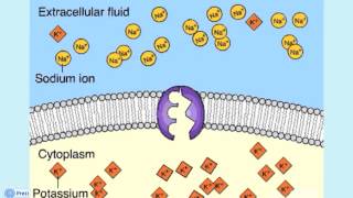 Lezione su Trasporto Attraverso Membrana Cellulare [upl. by Ettenuj396]