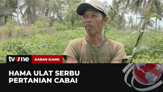 Petani Makin Merugi Hama Ulat Serbu Tanaman Cabai  Kabar Siang tvOne [upl. by Salokin985]