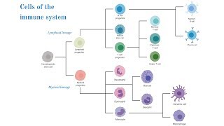 Cells of the Immune System Brittany Anderton [upl. by Aicilla]