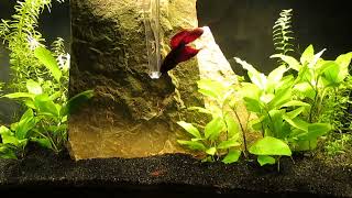 Heated Betta Aquascape 12524 [upl. by Asiruam]