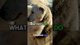 How GREAT PYRENEES Dogs Fight WOLVES to Defend Sheep  JRE joerogan jre animalshorts [upl. by Koss]