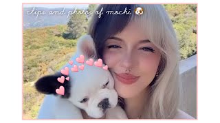 ⭐️ clips  photos of MochiMelanie Martinez’s dog  8824 ⭐️ [upl. by Acilgna]