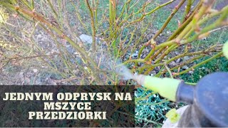 Najważniejszy oprysk na róże wiosną Jak i czym pryskać róże wiosną [upl. by Antonin]