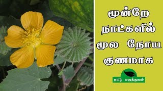 மூன்றே நாட்களில் மூல நோய் குணமாக  Thuthi ilai uses in Tamil  Abutilon Indicum for Piles [upl. by Ginger]