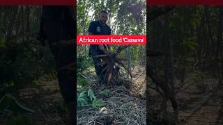 shorts typical African root food Cassava production farm  African agro farm of Cassava [upl. by Haze]