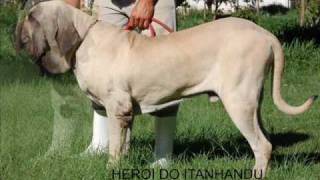 Fila Brasileiro  Heroi do Itanhandu [upl. by Fortunna]