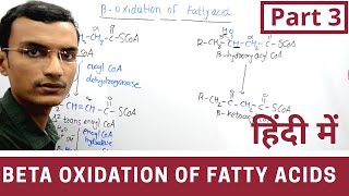 Beta Oxidation of Fatty acids in Hindi  Part 3 [upl. by Kenway]