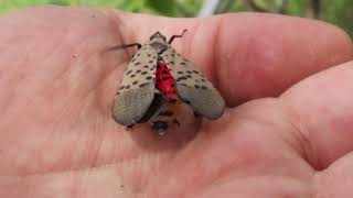 They’re really nasty’ Spotted lanternflies spread into Michigan from Ohio [upl. by Arracahs515]