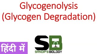 Glycogenolysis  Glycogen metabolism in Hindi [upl. by Ranita]