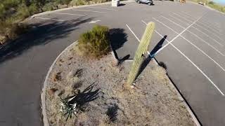 Saguaros at Phon D [upl. by Annonyw]