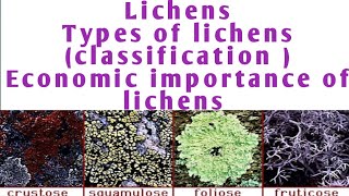 Lichens classification of lichen  economic importance of lichen  types of lichen [upl. by Anina]