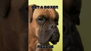 quotBoxer Love A Journey of Rescue and Rewardquot rescuedog doglover beahero pets foreverhome [upl. by Noynek]