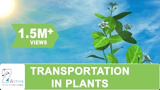 Transportation in Plants [upl. by Parcel]