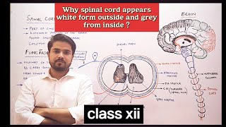 Why spinal cord appears white from outside and grey from inside [upl. by Zephaniah52]