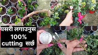 How to grow Azalea plants from cutting in simple way Azalea काे कटिङ्ग लगाउने सजिलो तरिका 🥰 [upl. by Trometer]