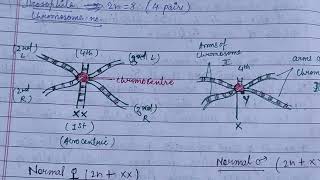 Polytene chromosome balbiani ringschromosomal puffs significance zoologynotes chromosome [upl. by Brunhild]