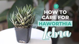 How to care for Haworthia Zebra  Tips for growing Haworthia Succulent [upl. by Ilek124]