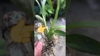 Pequeña pero hermosa Oncidium tigrinum 🤩🤩🤩 [upl. by Haronid280]