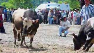 Artvin Murgul Boğa Güreşi Festivali Bull wrestling [upl. by Socin]