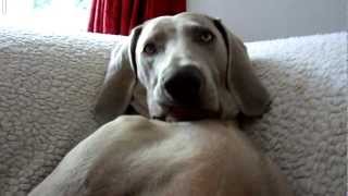 Weimaraner dog sitting like a human [upl. by Arreyt239]