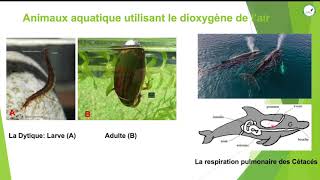 Cours  Cinquième  SVT  La Respiration chez les animaux Adaptation aux différents milieux  Suite2 [upl. by Arimay]