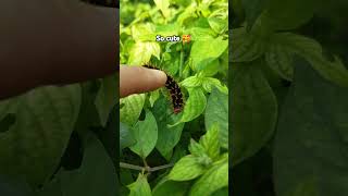 Caterpillar eating leaves caterpillar larva [upl. by Hait]