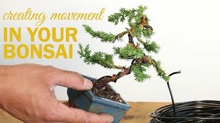 How to Create a Bonsai with Movement  Wiring a bonsai tree trunk [upl. by Dorinda674]