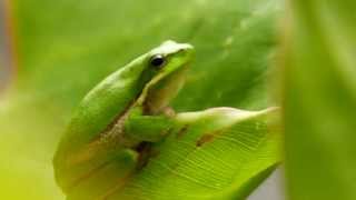 Eastern Dwarf Tree Frog or Eastern Sedgefrog Litoria fallax  Australischer Laubfrosch 5 [upl. by Oilegor]