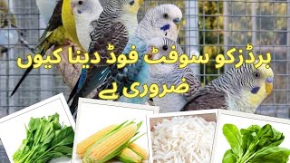 Soft Food Benefits for Birds Birds Breeding food Budgies Info [upl. by Mab]