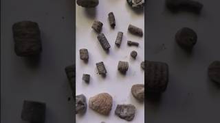 Interesting Fossils from an Old Quarry shorts rockhound fossil [upl. by Notsuh153]