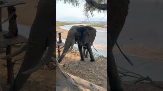 African bush elephant stands grazing by river [upl. by Thomasine]